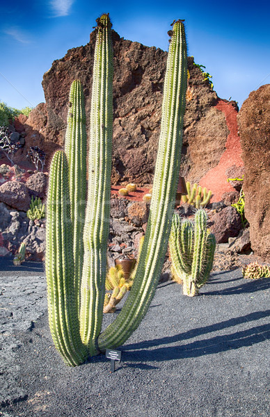 Cactus Stenocereus Thurberi Stock photo © fotoedu