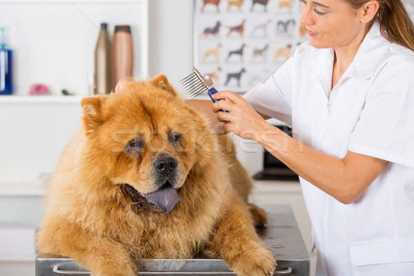 Canine salon de coiffure beauté clinique femme main [[stock_photo]] © fotoedu