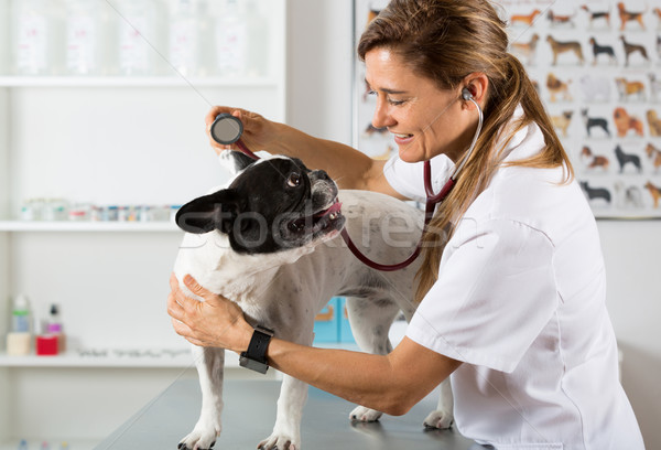 By listening to a dog Veterinary bulldog French Stock photo © fotoedu