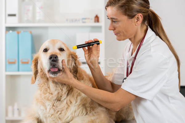 állatorvosi klinika szemek kutya golden retriever kéz Stock fotó © fotoedu