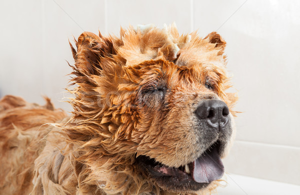 Bad Hund Schaumbad Haar Reinigung weiblichen Stock foto © fotoedu