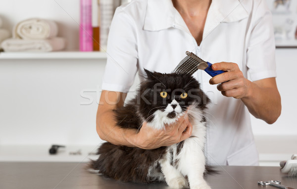 Stock photo: Cat at the hairdresser