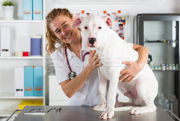 By listening to a dog Veterinary Dogo Argentino Stock photo © fotoedu