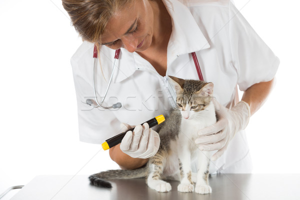 állatorvosi klinika kiscica szemek macska kéz Stock fotó © fotoedu