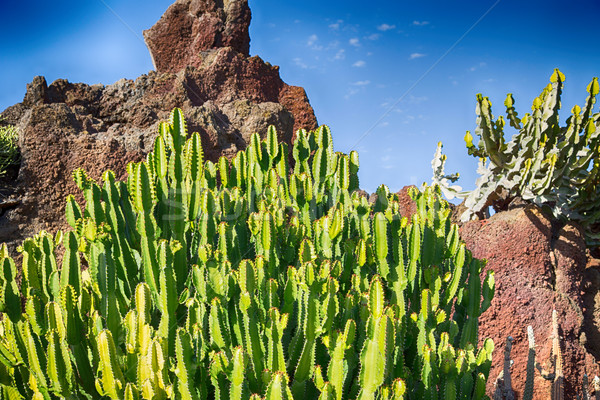 Variety of different cactus Stock photo © fotoedu