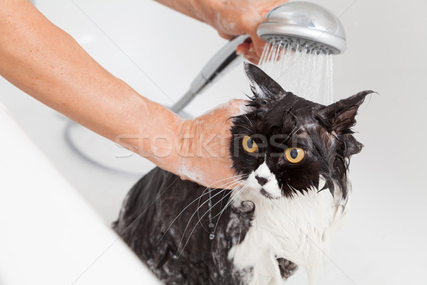 Stock photo: Bathing a cat