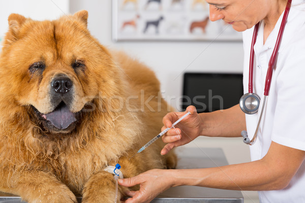 By listening to a dog Chow Chow Stock photo © fotoedu