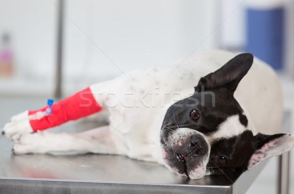 Francia bulldog klinikai beteg klinika férfi Stock fotó © fotoedu