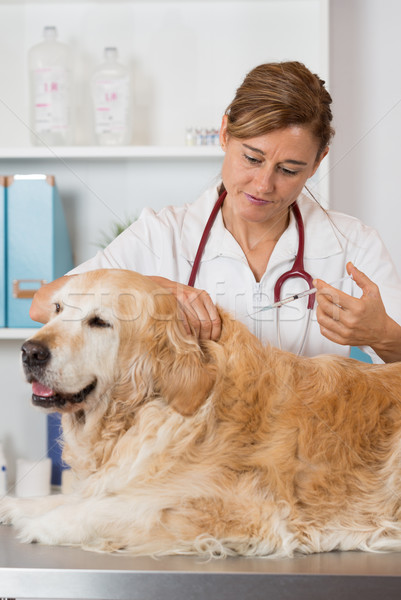 állatorvosi klinika vakcina kutya golden retriever orvos Stock fotó © fotoedu