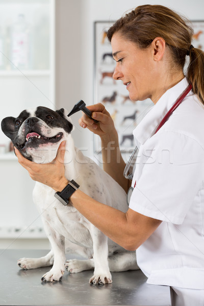 Foto stock: Veterinário · clínica · francês · buldogue · médico · hospital