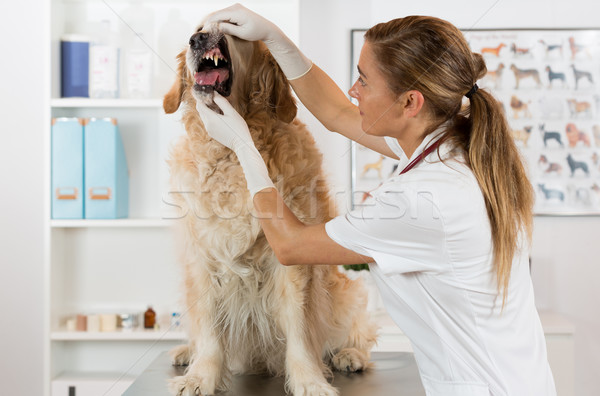 állatorvosi klinika előad fogászati vizsgálat golden retriever Stock fotó © fotoedu