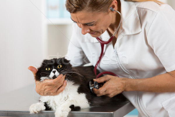 állatorvosi hallgat macska előad beteg kiscica Stock fotó © fotoedu