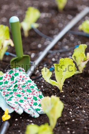 Wenig Salat Garten Bewässerung Pflanzen Stock foto © fotoedu