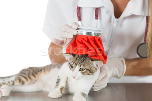 Foto stock: Gato · gripe · veterinario · fiebre · abajo · gatito