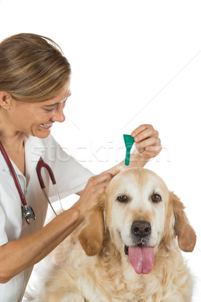 商業照片: 獸醫 · 診所 · 金毛 · 會診 · 醫生 · 醫院