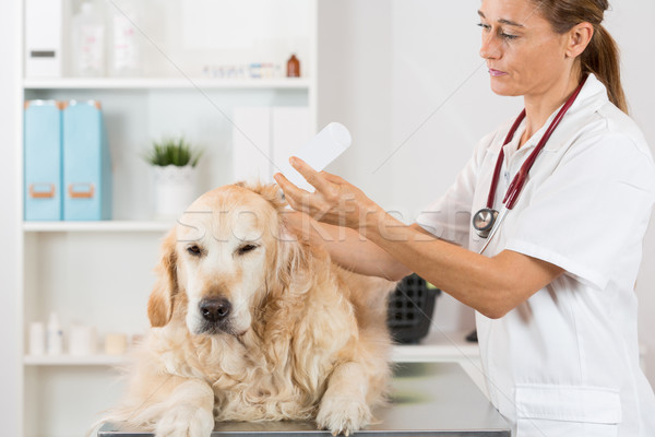 Foto stock: Veterinário · clínica · limpeza · cão · golden · retriever