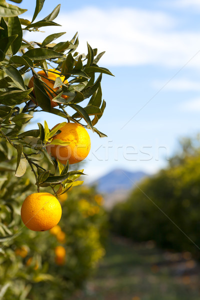 Valência laranja árvores típico Espanha árvore Foto stock © fotoedu