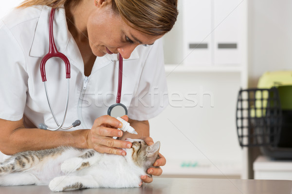 Stock foto: Veterinär- · Klinik · wenig · Tropfen · Auge · Katze