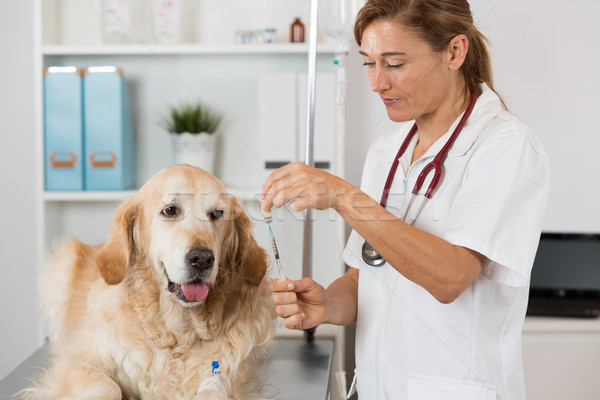 Ascultare câine veterinar golden retriever clinică Imagine de stoc © fotoedu