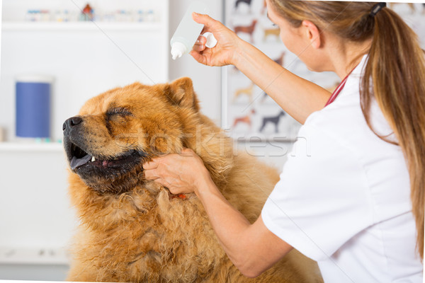 Veterinário clínica limpeza cão mão Foto stock © fotoedu