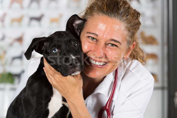 Foto stock: Veterinário · cão · americano · veterinário · sorrir · médico