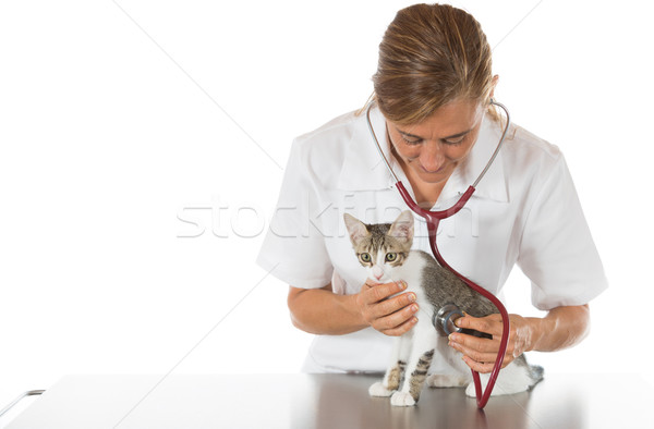 Foto stock: Veterinario · escuchar · gato · realizar · enfermos · gatito