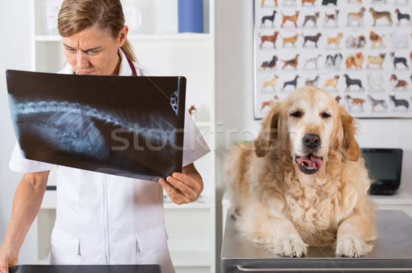 Veterinary clinic Stock photo © fotoedu