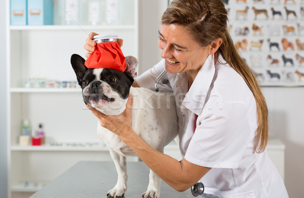 French Bulldog with a cold in the clinic Stock photo © fotoedu