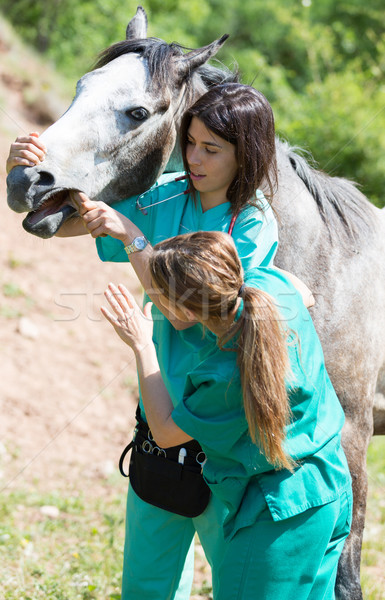 állatorvosi nagyszerű előad scan fiatal kanca Stock fotó © fotoedu