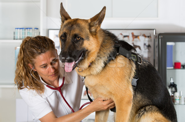 Veterinary with a German Shepherd dog Stock photo © fotoedu