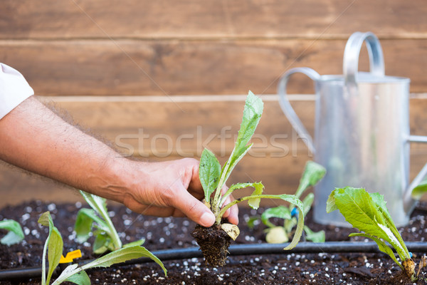 Faible verger organique jardin irrigation plantes [[stock_photo]] © fotoedu
