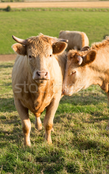 Norman cow in the field Stock photo © fotoedu