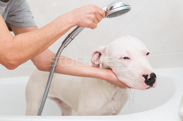 [[stock_photo]]: Bain · chien · cheveux · salle · de · bain · nettoyage