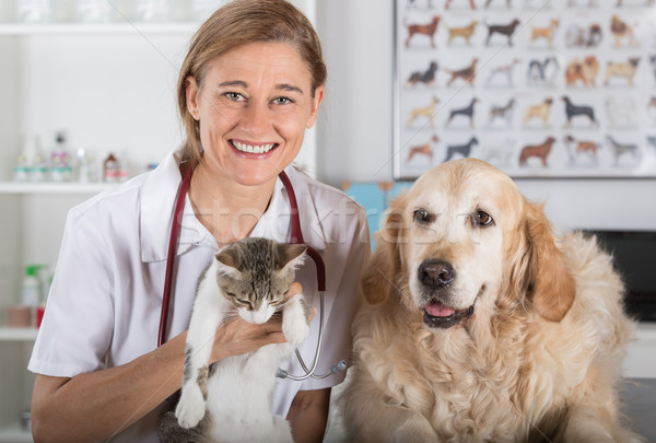 Stok fotoğraf: Veteriner · klinik · danışma · golden · retriever · köpek · kedi