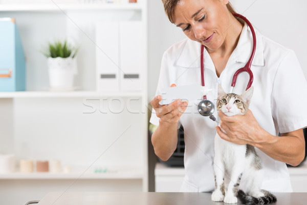 Vétérinaire clinique vétérinaire nettoyage chat Photo stock © fotoedu