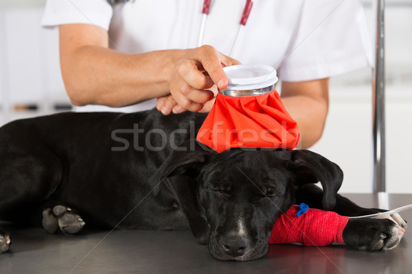 Veterinario perro americano veterinario sonrisa médico Foto stock © fotoedu