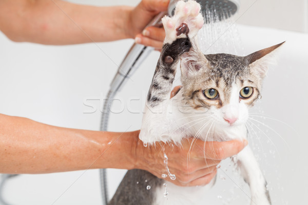 入浴 猫 泡風呂 小 グレー 水 ストックフォト © fotoedu