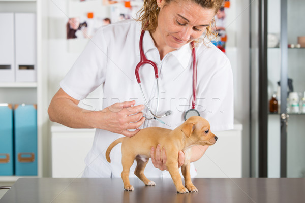 Stok fotoğraf: Veteriner · köpek · yavrusu · veteriner · bir · ilk · doktor