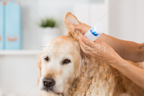 Foto stock: Veterinario · clínica · veterinario · realizar · limpieza · perro