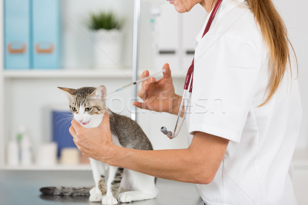 Veeartsenijkundig kliniek kitten vaccin injectie kat Stockfoto © fotoedu
