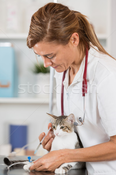 Vétérinaire clinique chat médecin fond hôpital Photo stock © fotoedu