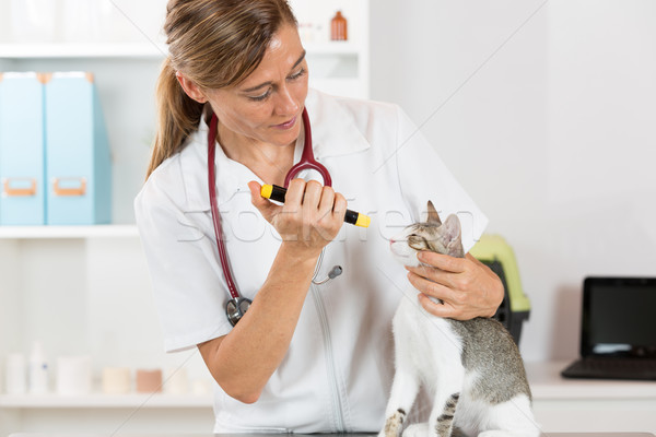 állatorvosi klinika kiscica szemek macska kéz Stock fotó © fotoedu