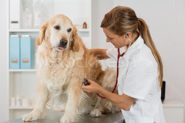 écouter chien vétérinaire or golden retriever clinique Photo stock © fotoedu