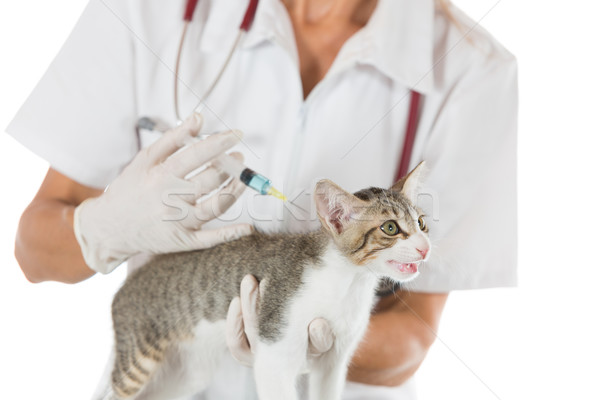 Foto stock: Veterinario · clínica · gatito · vacuna · inyección · gato