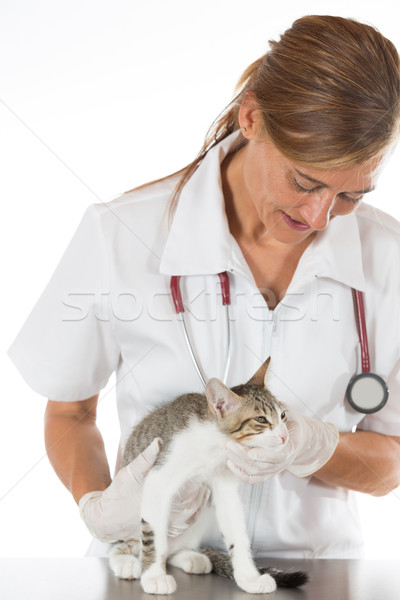 Foto stock: Veterinario · clínica · gatito · realizar · manual · escanear