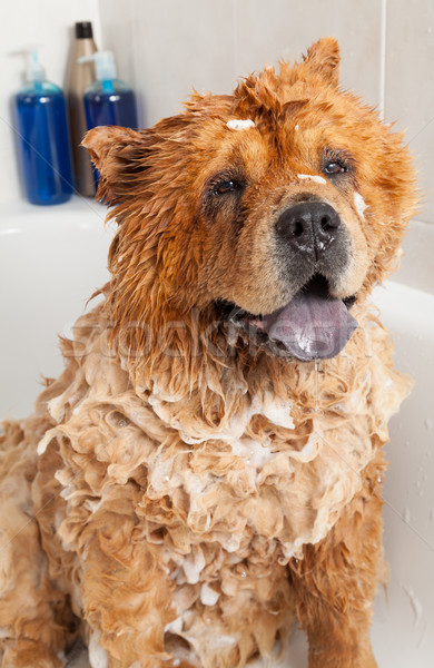 Bathroom to a dog chow chow Stock photo © fotoedu