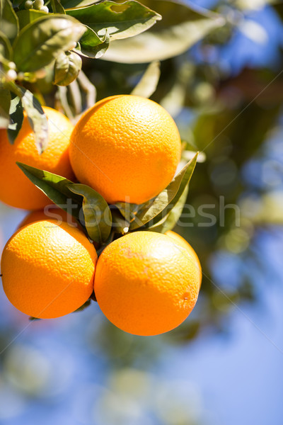 Valencia oranje bomen typisch Spanje blad Stockfoto © fotoedu