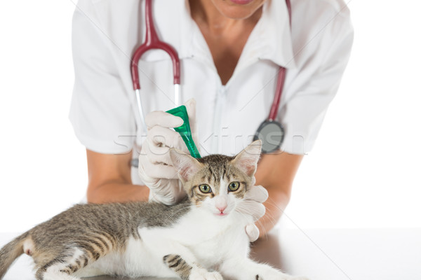 Vétérinaire clinique chaton chat main infirmière [[stock_photo]] © fotoedu