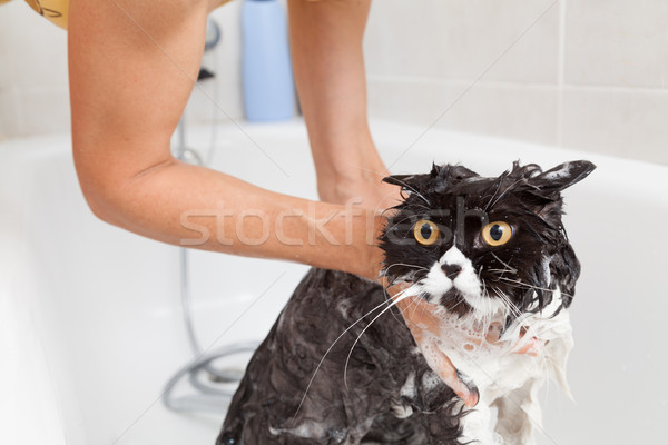 Cat bagno doccia razza acqua Foto d'archivio © fotoedu