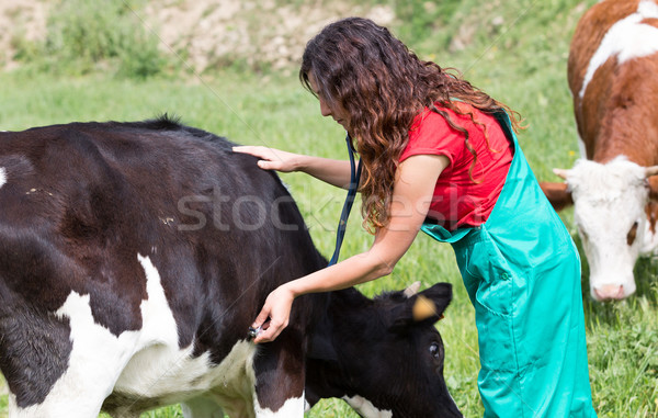 Stock fotó: állatorvosi · farm · előad · vizsgálat · tehén · mosoly